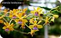 Ren. monachica x Vanda testacea